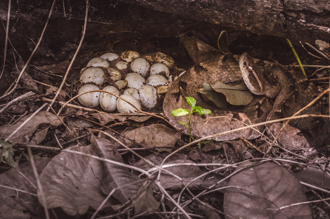 後院發現8個毒蛇窩 專家挖出110顆蛋 驚悚畫面曝