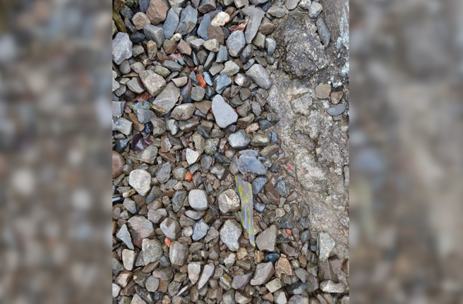 一名女网友日前到宜兰大同乡山上露营，差点在路边踩到一只青蛙，但照片贴出来大家都找不到。(网友授权提供)