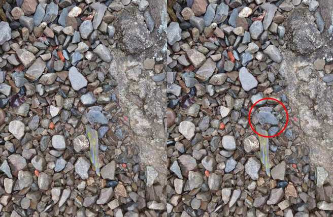 原PO公布青蛙位置后，让网友们大呼原来是在这里。(网友授权提供)