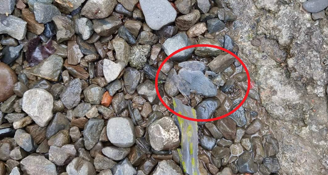 红色圆圈中的是青蛙，旁边还有青蛙蛋。(网友授权提供)