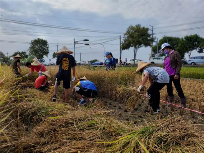 稻谷公粮收购价格自2011年迄今未调整，云林县长张丽善今（14日）举行记者会呼吁中央，至少每公斤应调涨12元，亦即自每公斤26元调整为每公斤38元。图为林内乡农会去年举办割稻比赛。（周丽兰摄）