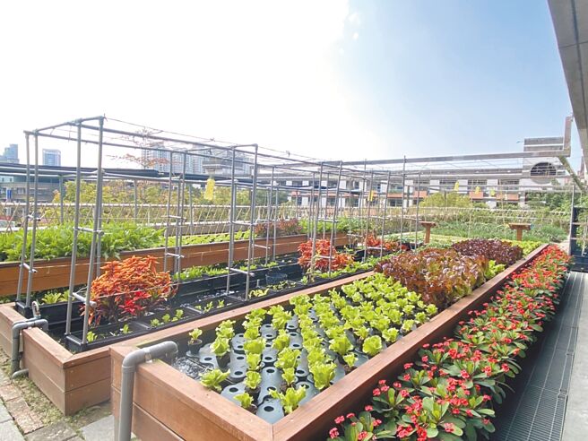 芦洲区水湳里活动中心3楼营造成可食地景。（新北市环保局提供／陈慰慈新北传真）