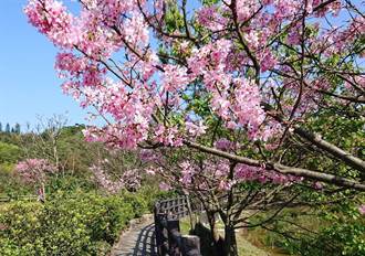 三芝櫻花祭18日登場 開滿三生步道美不勝收