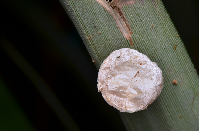 一名网友撕开形似马卡龙的蜘蛛卵囊，瞬间喷出成千上万只小蜘蛛，不少人看了头皮发麻。(示意图/达志影像)