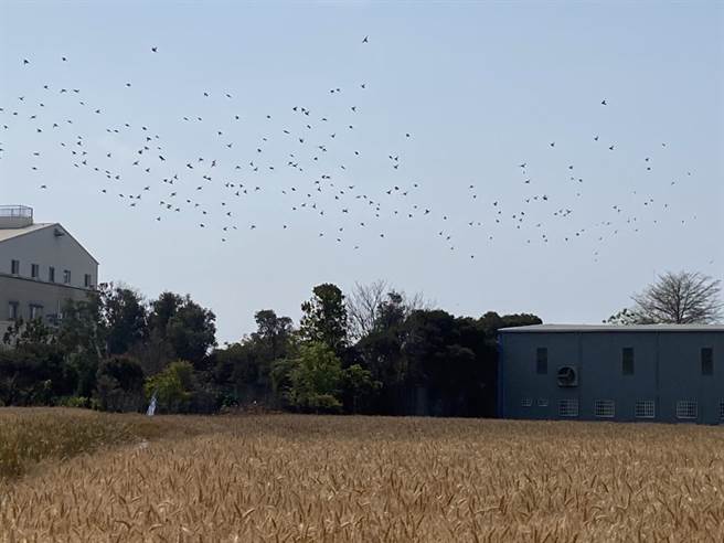 大雅小麦进入收成期，今年预估可收成25万公斤，但鸟害让农民相当苦恼。（陈淑娥摄）