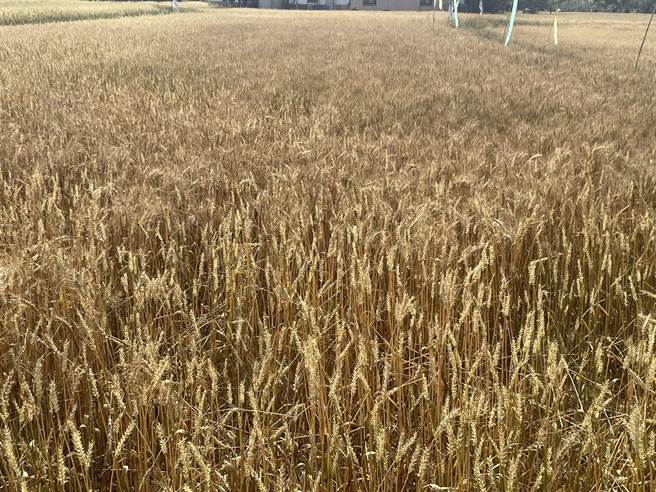 大雅小麦进入收成期，今年预估可收成25万公斤。（陈淑娥摄）