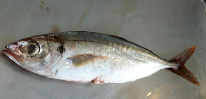 竹筴鱼。（资料照／邓博仁摄）