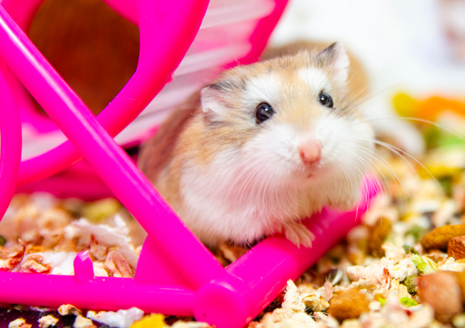 一名主人的老公公鼠過世後，她依舊走不出悲傷，還做離世溝通，未料愛鼠卻嗆她「我都要展開新的生命體驗了」。(示意圖/達志影像)