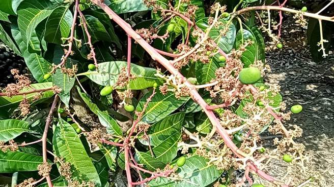 六龟芒果农苏文龙表示，今年金煌芒果花开的不错，但因没下雨缺水，快一半花萎缩掉，有结果的果实也非常小颗。（苏文龙提供／林雅惠高雄传真）