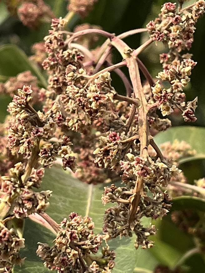 桃源区王姓农民说，他种植的大宗金煌芒果许多花朵已经萎缩，不少农民就靠这一年一收的金煌芒果维持生计，如果再这样没水下去，到时候一定血本无归。（王姓农民提供／林雅惠高雄传真）