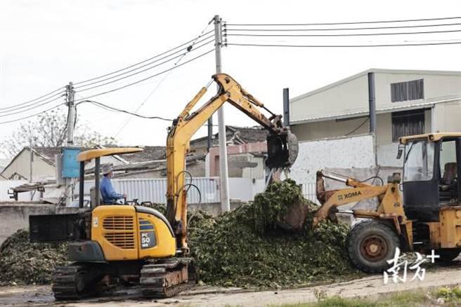 陆媒爆料腐菜变美味？汕头知名橄榄菜企业生产环境恶劣连夜被查。图为2月3日下午两辆怪手在仓库口将地上芥菜搬运到仓库。（南方日报、南方＋）