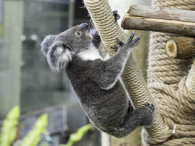 无尾熊。（北市动物园提供）