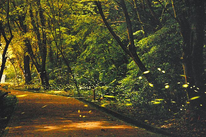 奥万大赏萤季4月17日至5月7日登场，每晚举办「拜访火金姑」活动，採现场报名。（南投林管处提供／杨静茹南投传真）