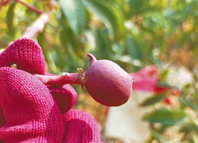 台南地区久未降雨，果农担心重演2年前「百年大旱」造成芒果果实偏小的惨况。（杨沁涓提供／张毓翎台南传真）