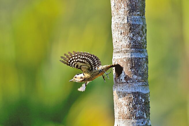 台东利嘉林道槟榔园中的小啄木亲鸟利用断头的槟榔树凿洞育雏，每天忙进忙出。（庄哲权摄）