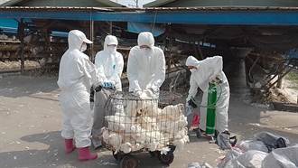 蛋荒危機繼續燒！屏東里港蛋雞場爆禽流感 撲殺逾1.3萬隻
