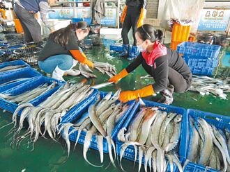 台灣白帶魚、竹筴魚 恢復銷陸