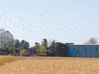 中市大雅小麥採收 每年鳥襲吃掉4成