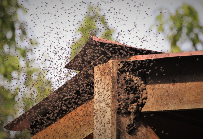英国一对夫妻发现自家墙壁流出不明液体，好奇沾来吃看看惊觉是蜂蜜。(示意图/达志影像)