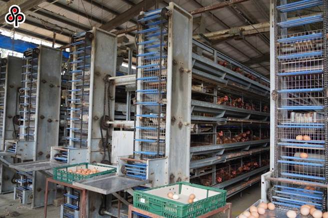 近来缺蛋议题持续延烧，部分餐饮业因「缺蛋」乾脆不营业，外界也关注是否会影响到事业单位营。（报系资料照）