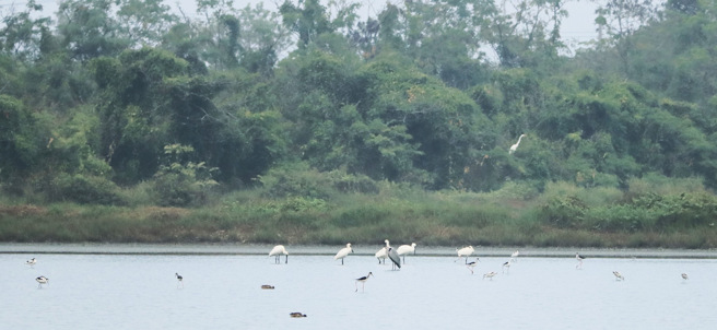 藍營智庫抨擊蓋光電讓黑面琵鷺減少，媒體人拿數據狂打臉。(翻攝自台南市政府官網)