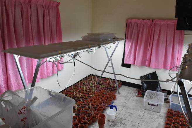 云林县吴姓男子租屋种植近500株大麻，云林检警逮人收押。（云林地检署提供／张朝欣云林传真）