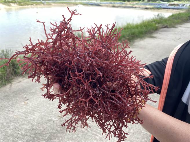 金门水试所再次推出美味食材，所方养殖之「麒麟菜」 现已收成，将限量贩售。(图／金门水试所提供)