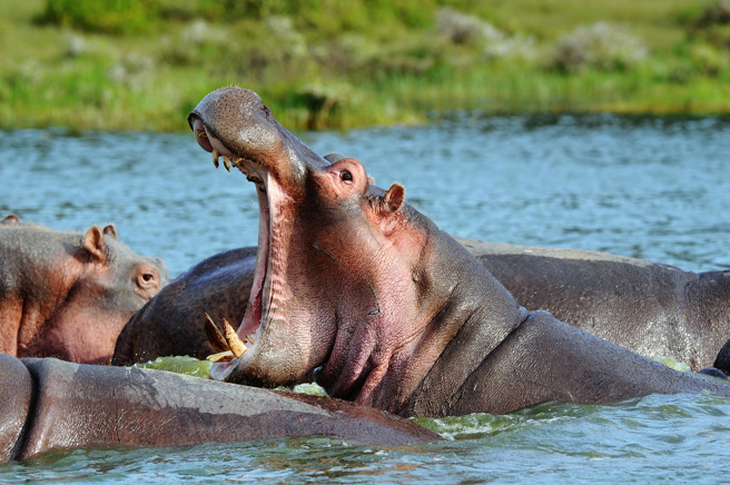 克魯格國家公園內一隻公獅受困在河中的岩石上，還遭到河馬大軍的圍攻。(示意圖/達志影像)