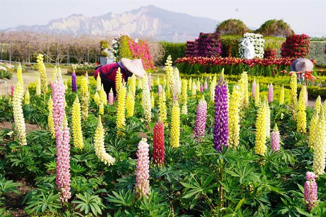中社花市的鲁冰花堪称全台最早盛开，和桃园的绿肥品种截然不同，远处还有火炎山衬托如诗如画。（陈世宗摄）