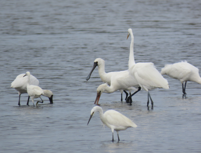 台南市七股區頂山聚落一帶，是黑面琵鷺來台過冬的重要棲地。（資料照片，莊曜聰攝）