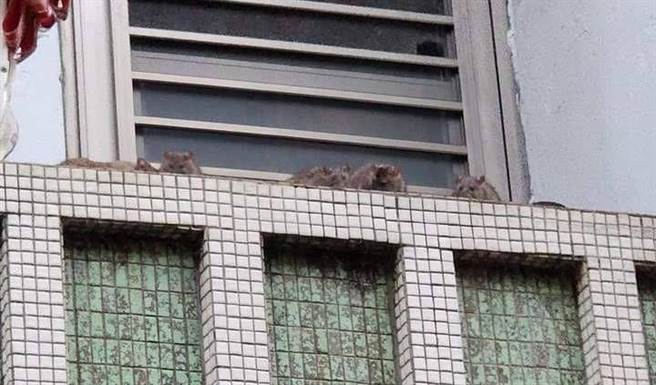 鄰居在該戶婦人家中牆上拍攝到成群的老鼠出沒。（讀者提供／程炳璋台南傳真）