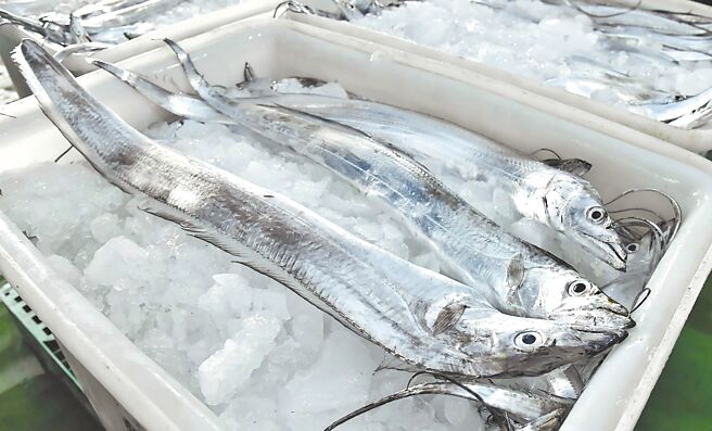 中国2022年间暂停输入台湾冰鲜白带鱼（见图）、冷冻竹筴鱼，中国国台办宣布15日起恢復输入，农委会证实已接获相关文件。（渔业署提供）