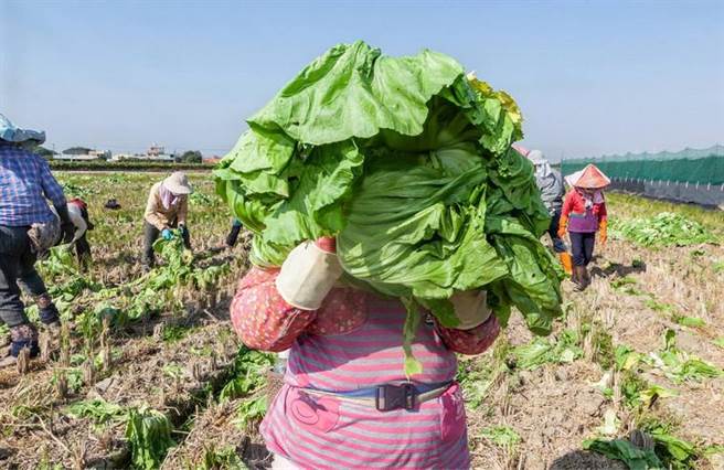 顏明邦，芥菜採收，2022