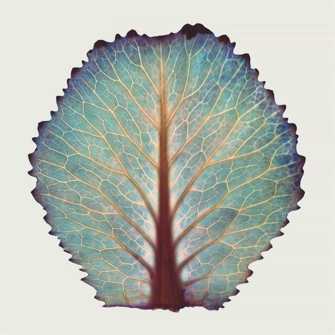 许晓薇，吟花 03，2018