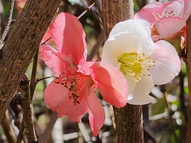 武陵农场的贴梗海棠花瓣硕大相当亮丽，最近惊见「红白双色并蒂」贴梗海棠现踪。（武陵农场提供／陈淑娥台中传真）