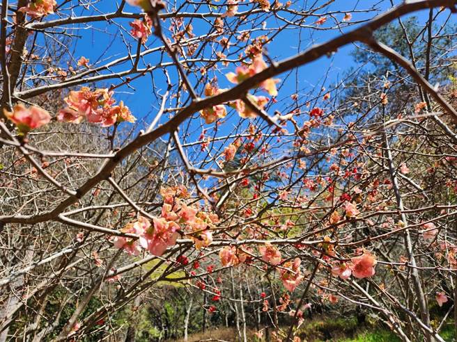 武陵农场的贴梗海棠花瓣硕大相当亮丽。（武陵农场提供／陈淑娥台中传真）