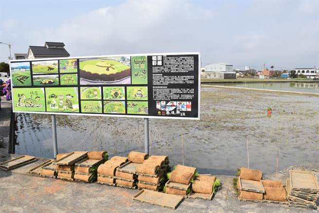 苑里镇农会新一期彩绘稻田，17日完成插秧。（谢明俊摄）