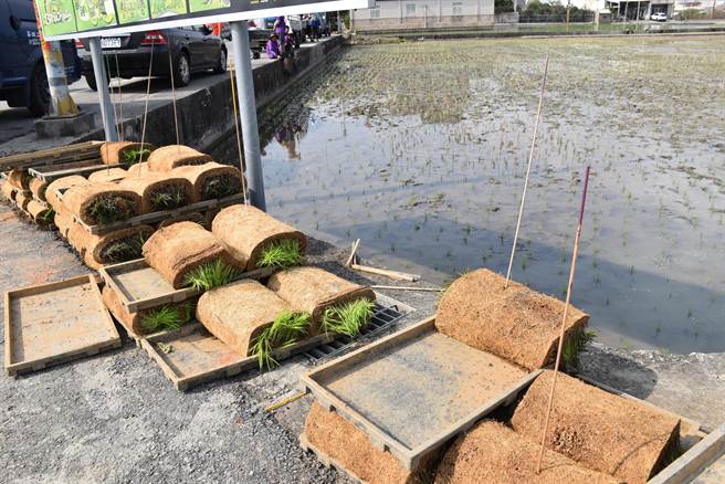 苑里镇农会新一期彩绘稻田，17日完成插秧，使用4种不同顏色秧苗。（谢明俊摄）
