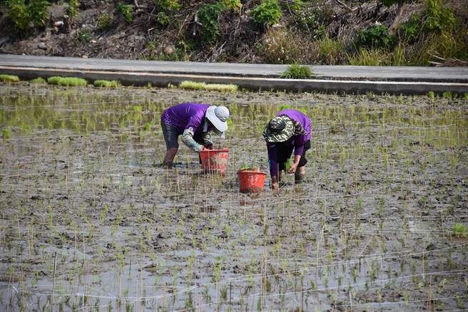苑里镇农会新一期彩绘稻田，17日完成插秧，由人工按照图样一一插栽。（谢明俊摄）