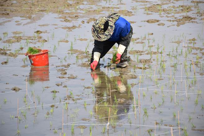 苑里镇农会新一期彩绘稻田，17日完成插秧，由人工按照图样一一插栽。（谢明俊摄）