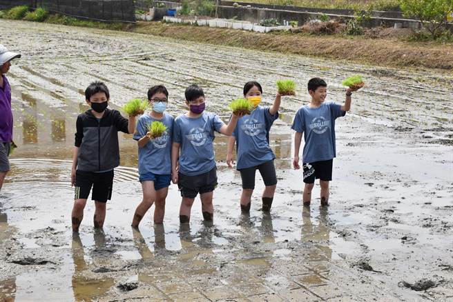 苑里镇农会新一期彩绘稻田，17日完成插秧，北市松山国小学生高兴欢呼。（谢明俊摄）