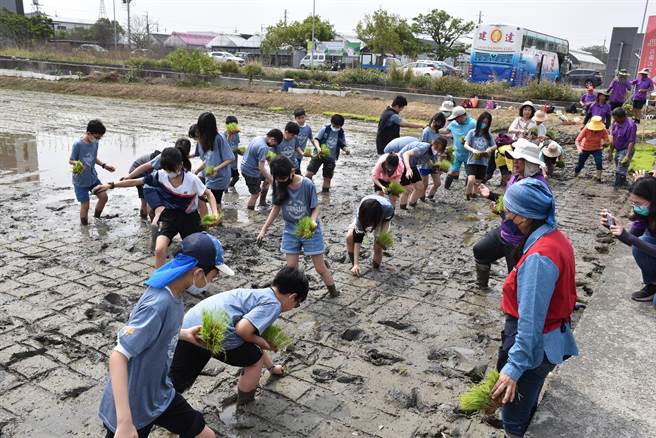 苑里镇农会新一期彩绘稻田，北市松山国小学生下田体验插秧。（谢明俊摄）