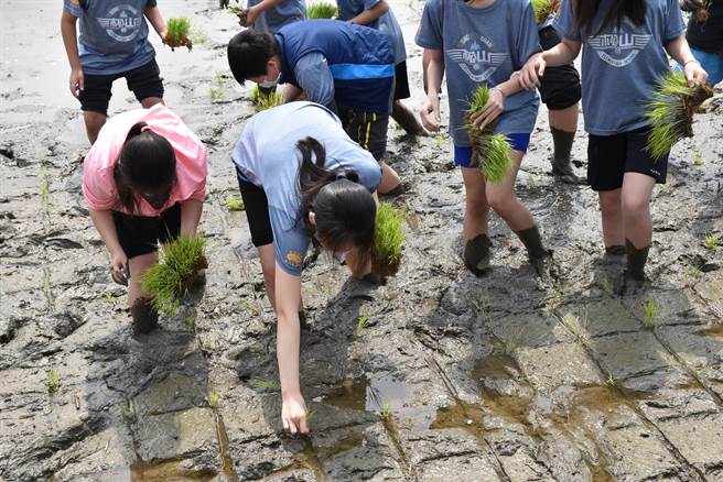 苑里镇农会新一期彩绘稻田，北市松山国小学生下田体验插秧。（谢明俊摄）