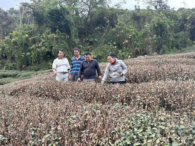 樟湖村茶树枯死严重，古坑乡长林慧如（右一）前往勘查。（古坑乡公所提供）
