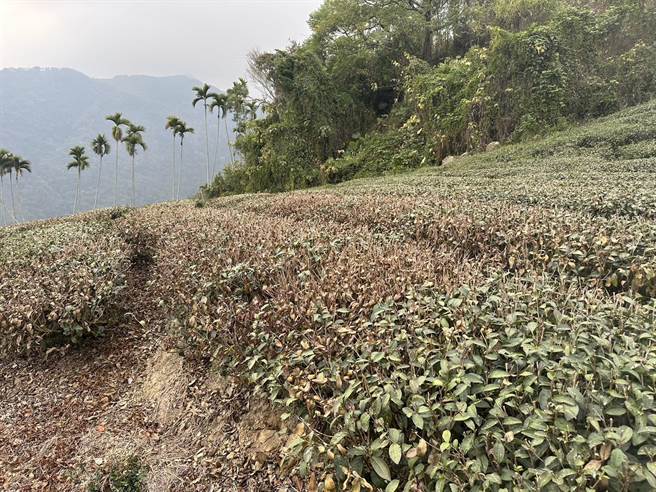 樟湖村茶树枯死严重。（古坑乡公所提供）