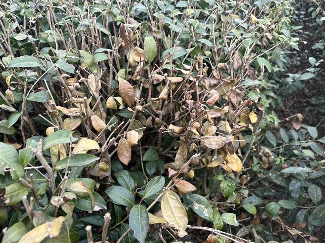 樟湖村茶树枯死严重。（古坑乡公所提供）