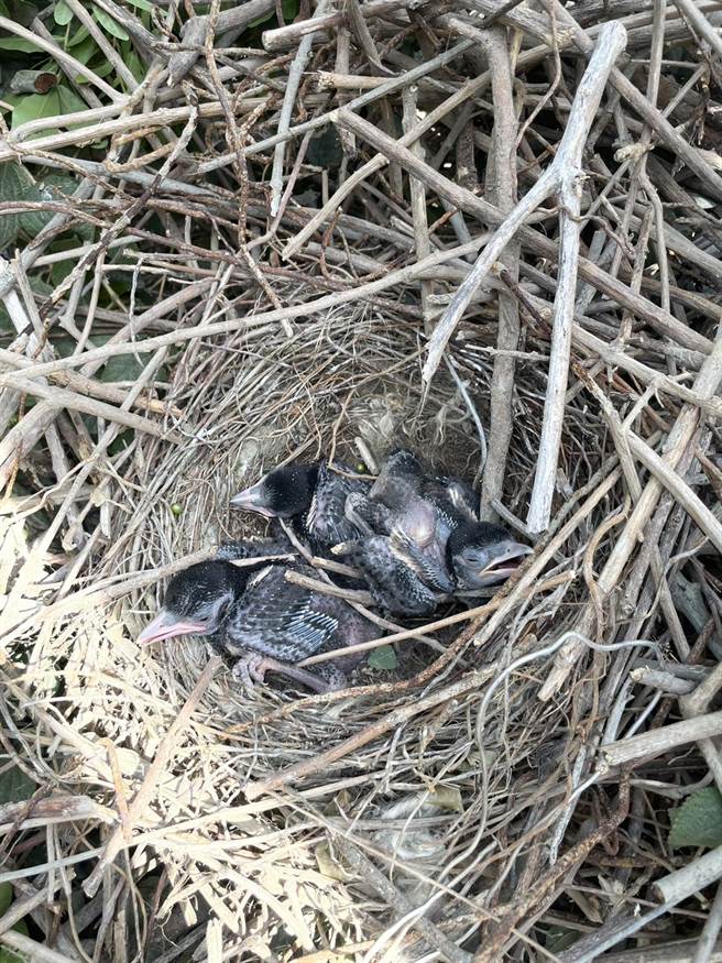 近日台电高雄区处又在弥陀海滨游乐区周遭的电线杆发现1个直径80公分的喜鹊鸟巢，台电出动7名员工、3辆升空车，将喜鹊鸟巢轻轻搬移至邻近的木麻黄树上。（台电提供／洪浩轩高雄传真）