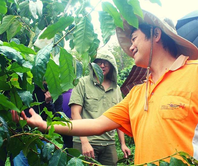 关西镇在6年前开始试种咖啡，县府积极辅导公所下，大幅提升咖啡种植面积，成为北台湾重要的咖啡产区。（关西镇公所提供／邱立雅竹县传真）