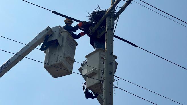 台电高雄区处在弥陀周遭电线杆上发现一个直径80公分大的喜鹊鸟巢，结构完整，因此出动7位同仁、3部升空车，全副武装将喜鹊鸟巢轻轻搬移至邻近的木麻黄树上。(台电高雄区处提供)