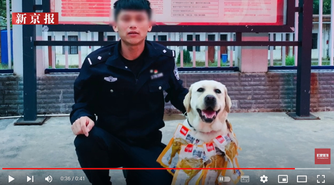 警犬「云一」成功搜出12公斤冰毒，员警将6支鸡腿做成「项炼」挂在云一脖子上，有趣画面笑翻网友。(图／影片截图)